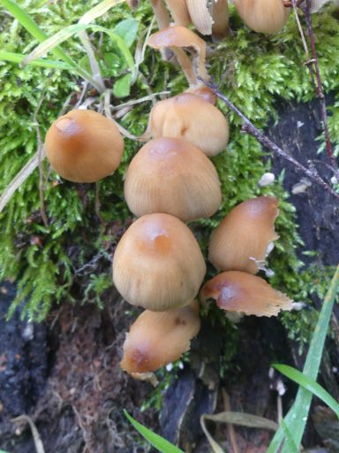 Fungi, Thimbleby